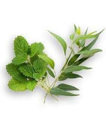 Buy Native Body Wash Eucalyptus & Mint - 16 fl oz with Bath Loofah Sponge | International Shipping Available - Buy Online on GoSupps.com