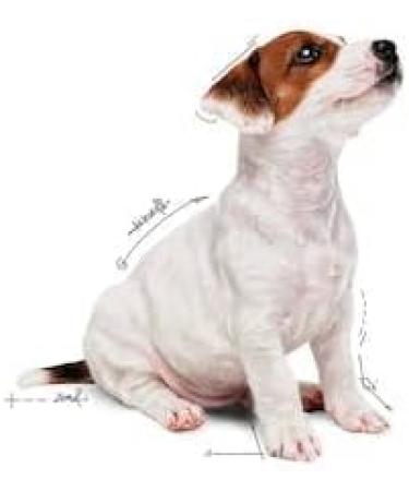 Royal Canin Mini Puppy Complete Wet Food in Gravy 48 x 85g - Buy Online on GoSupps.com