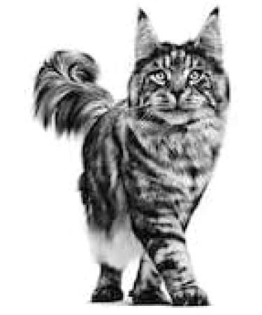 ROYAL CANIN Veterinary DIABETIC | 3 5 kg | Di t-Alleinfuttermittel f r Katzen | Zur Regulierung der Glucose Versorgung | Mit einem niedrigen Mono-und Disaccharid Gehalt - Buy Online on GoSupps.com