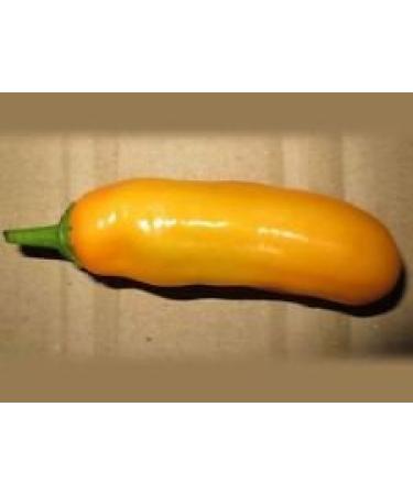 Regina Laurie Pepper - 10 Semi Pepe croccante e Sweet.- C. baccatum -MOLTO Rare