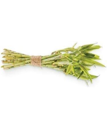 Human+Kind Body Scrub - Exfoliating Hydrating Body Polish that Scrubs Away Dead Skin Cells - Clarifying Treatment for Soft Smooth Skin with Bamboo Extract Beads - Vegan and Cruelty Free - 6.76 oz 6.76 Ounce (Pack of 1) - Buy Online on GoSupps.com