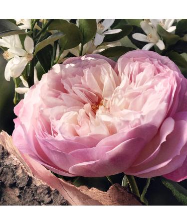 ChloÃ© ChloÃ© Eau de Parfum Naturelle 1.6 oz - Transform Your Style with the Best Innovation Today! - Buy Online on GoSupps.com