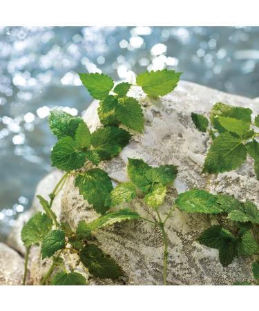 Dolce&Gabbana Light Blue Pour Homme Eau de Toilette Travel Spray 0.33 oz - Transform Your Style with the Best Innovation Today! - Buy Online on GoSupps.com