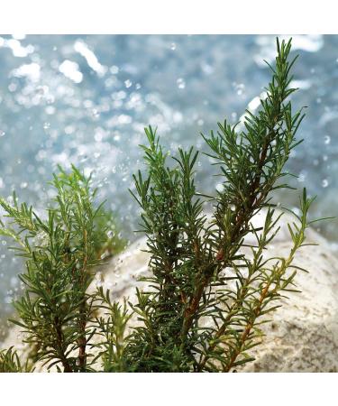 Dolce&Gabbana Light Blue Pour Homme Eau de Toilette Travel Spray 0.33 oz - Transform Your Style with the Best Innovation Today! - Buy Online on GoSupps.com