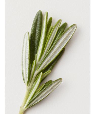 Discover AG Care Bigwigg Root Volumizer 10.0 oz - Elevate Your Style Instantly! - Buy Online on GoSupps.com