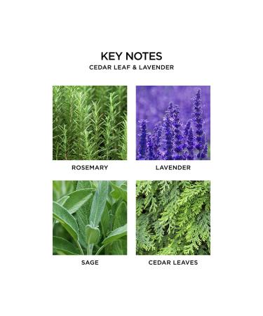 Discover NEST New York Cedar Leaf & Lavender Classic Candle 8.1 oz - Elevate Your Style Instantly! - Buy Online on GoSupps.com