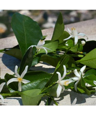 Dolce&Gabbana Devotion Eau de Parfum Travel Spray 0.34 oz - Discover Premium Quality Shop now! - Buy Online on GoSupps.com