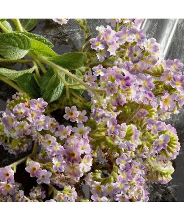 Discover Dolce&Gabbana Q by Dolce&Gabbana Eau de Parfum Intense Travel Spray 0.33 oz - Elevate Your Style Instantly! - Buy Online on GoSupps.com