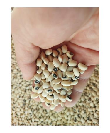 irfan legumes Dry beans 1 kg black eyed peas 1 kg red kidney beans 1 kg (village produce) - Buy Online on GoSupps.com