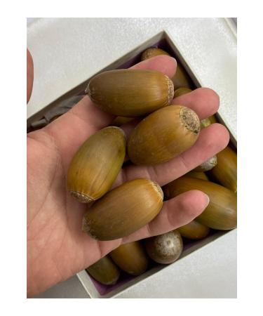 Beyisa Oak Acorn Eastern Chestnut Acorn Nut 1 Kg Acorn - Buy Online on GoSupps.com