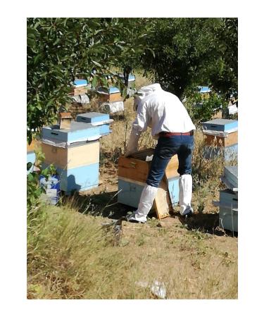OZMU HONEY Lath Honey 3.4kg - Buy Online on GoSupps.com