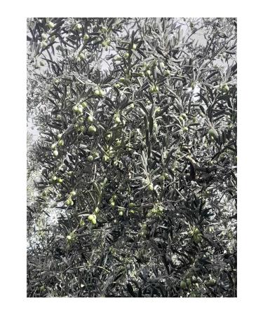 m k leli mehmet 440/460 14 kg pet jar organic black olives - Buy Online on GoSupps.com