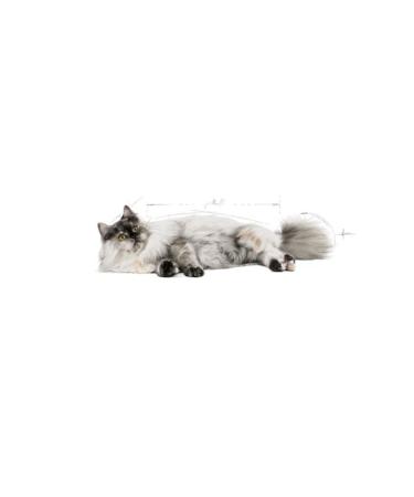 Royal Canin Hair Skin Long Hair Cat Food 2 Kg - Buy Online on GoSupps.com