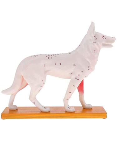 Anatomical Dog Model Acupuncture Anatomy Acupuncture Point Model of The Dog Body Animal with 72 Acupuncture Points