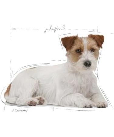 Royal Canin Mini Ageing 12+ Senior in Gravy Wet Dog Food 85g (Pack of 12) Meat 85 g (Pack of 12) - Buy Online on GoSupps.com