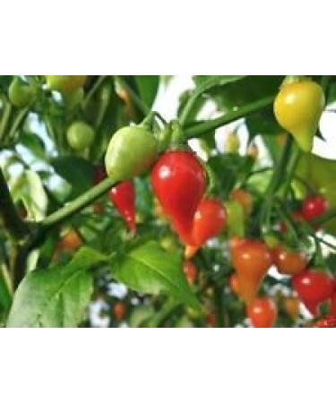Red Biquinho Pepper Capsicum chinense 100 semi Brazilian Heirloom Pepper