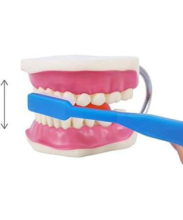 EVOTECH SCIENTIFIC Dental Care Model - Giant Toothbrush 32 Teeth | Ideal Children's Dental Education Tool - Buy Online on GoSupps.com