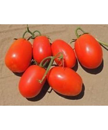 30 semi Rio Large Tomato 2017 ($ 3.00 max Shipping!)