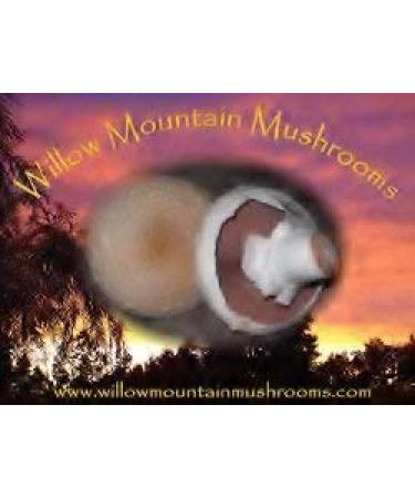 White Button Mushroom Growing Kit - Easy Fresh Shroom Growth - Buy Online on GoSupps.com