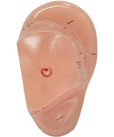 wemee English Version Ear Acupuncture Earpins Model Model Auricular Application Model Ear Acupuncture Points Model - Buy Online on GoSupps.com