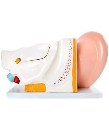 Human Ear Anatomy Model 5 Times Life Size 6 Part Ear Model Anatomical Structure Detachable Medical Training Support - Buy Online on GoSupps.com