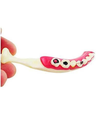 DYTAH Pathological Teeth Model - Right Oral Mandibular Communication for Medical Science - Buy Online on GoSupps.com