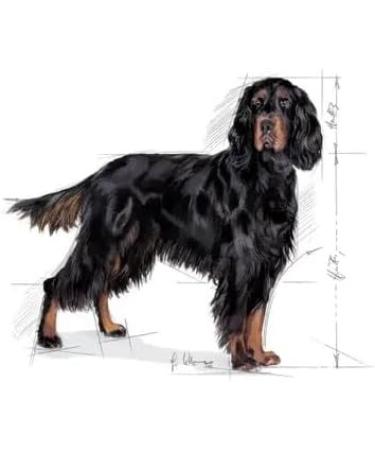 Royal Canin Maxi Sterilised Adult Dry Dog Food 12kg Variety 12 kg (Pack of 1) - Buy Online on GoSupps.com