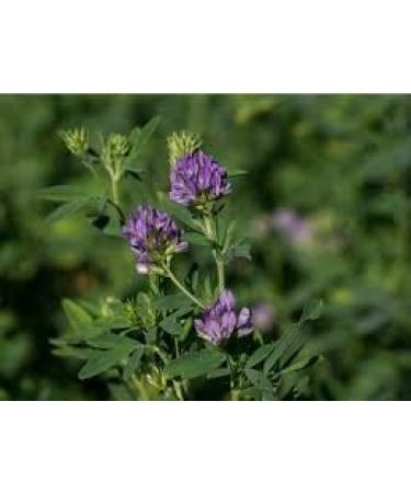 Alfalfa Seed for Pastures Hay & Forage - Perennial - 1 lb.