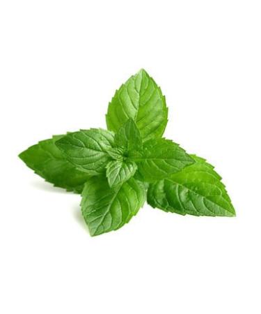 USDA Organic Minty Peppermint Lip Balm - Intense Moisture & Hydration for Dry Lips | Natural Skin Perfection 2 Pack - Buy Online on GoSupps.com