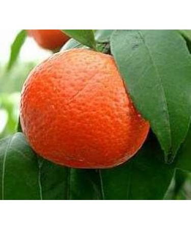 PurePlant Essentials 100% Pure Calm Inner Peace Organic and Wild Crafted Essential Oils Blend - 18 ml - Buy Online on GoSupps.com