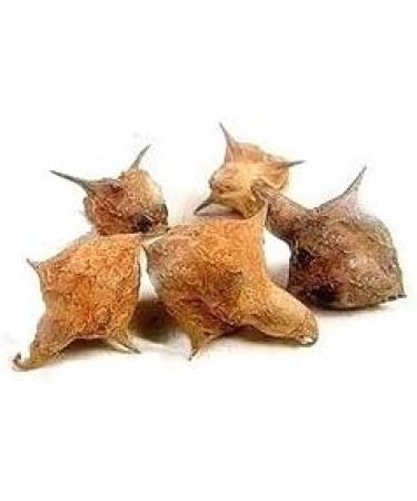 Swadeshi Desire Gokhru Bada - Pedalium Murex - Large Caltrops Natural 400 Gram - Buy Online on GoSupps.com