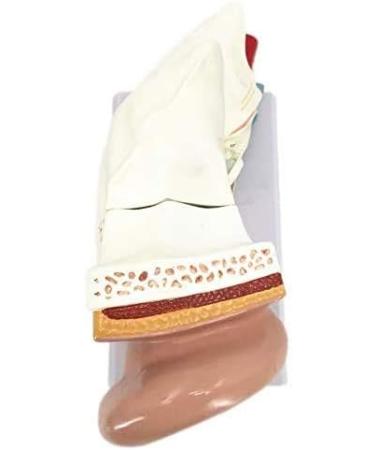 Human Anatomy Model Ear 5 Times Life Size 3 Pieces Model Anatomical Structure Detachable Ear Training for Aid - Buy Online on GoSupps.com