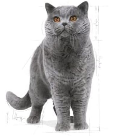 Royal Canin Feline Breed British Shorthair 400 g - Buy Online on GoSupps.com