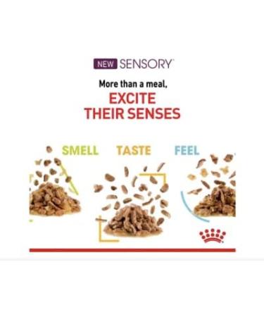 Royal Canin Sensory Smell in Jelly Wet Cat Food 85g (Pack of 48) - Buy Online on GoSupps.com