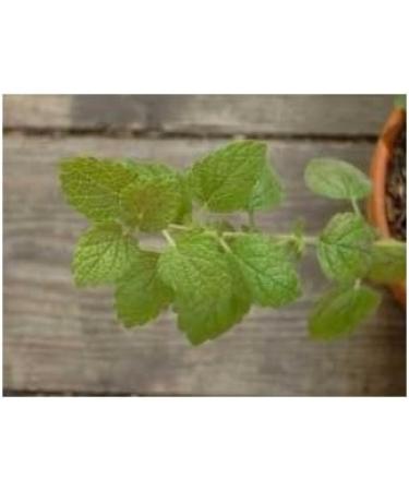 Melissa leaf 250 g POWDER Melissa officinalis - Buy Online on GoSupps.com