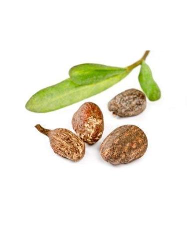 Certified ORGANIC RAW SHEA NUT BUTTER (African). HUGE 17.5 oz.Unrefined Natural Moisturizer. 17.5 Ounce (Pack of 1) - Buy Online on GoSupps.com