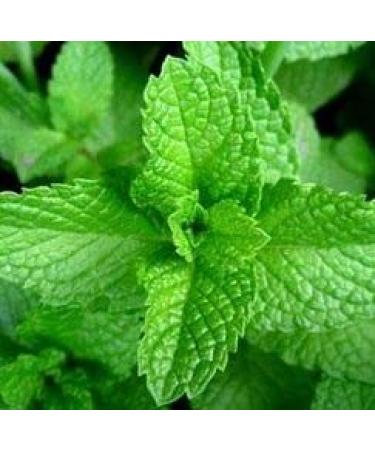 Peppermint & Chamomile Oil Balm - Soothing Home Remedy for Lips Nose & Chest | Ideal for Morning Pregnancy Travel | 1oz/30g - Buy Online on GoSupps.com