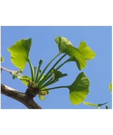 GINKGO-BILOBA CAPSULES 100 capsules with a dosage of 250 mg. - Buy Online on GoSupps.com