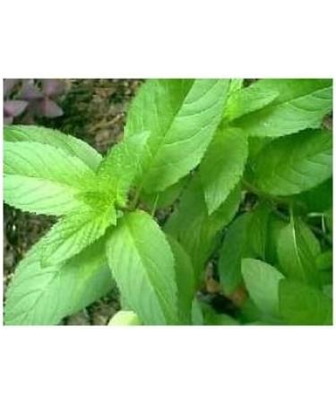 Peppermint plant 1kg POWDER Mentha piperita - Buy Online on GoSupps.com