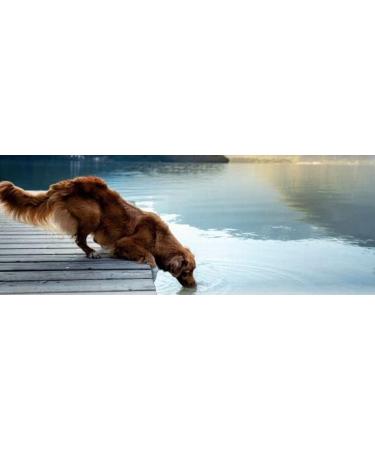 Plantavet Plantahepar 800mg | 240 Tablets | Supplement for Small Animals | Supports Pancreatic & Liver Metabolism with Aiz - Buy Online on GoSupps.com