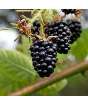 Buy Giant Blackberries Seeds - High Vitamin Low-Calorie - 50 Seeds for Global Shipping - Buy Online on GoSupps.com