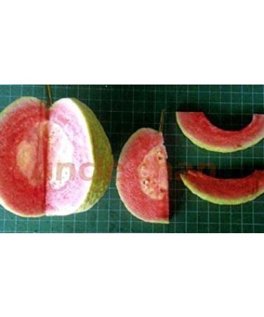 Germinazione I Semi: New !! Lot !! 50 Semi Rosa/Rosso Guava Sweet and Sour Oggetto raro