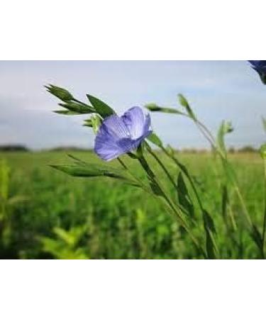 Pureflax 1000 ml 100% Flaxseed Oil Natural UK Grown and Pressed Very High in Omega 3 6 9 and Vitamin E Rich Supplement - Buy Online on GoSupps.com