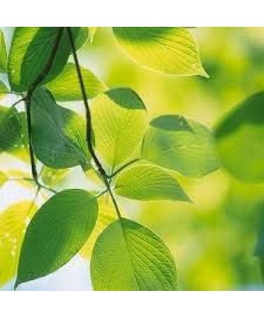 Creme Fixes makeup spray makeup fixer bio protects the skin excellent primer against makeup 180 ml - Buy Online on GoSupps.com