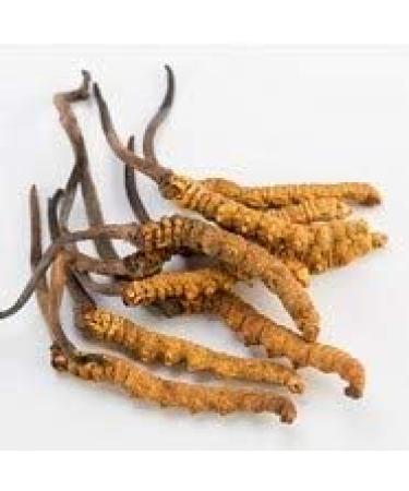  NaJa Forest Cordyceps Bio Liquid Extract 100ml Full Spectrum - Buy Online on GoSupps.com