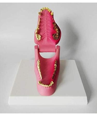 Dog Teeth Model Canine Dental Model Canine Dental Model Dog Canine Tooth Anatomy Model Canine Veterinary Skeleton Veterinary Teaching PVC for Veterinary Office Educational Tool. - Buy Online on GoSupps.com