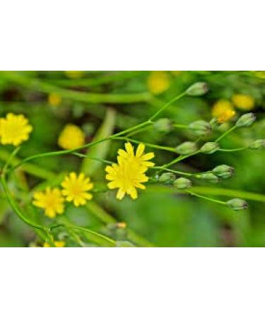 Maggior Celandine (Bai-Qu-CAI) Semi (Chelidonium majus) comunemente NOTO Come o Tetterwort Nipplewort o Swallowwort (25)