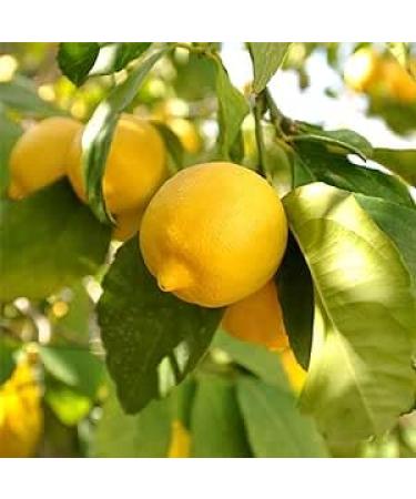 seelans Yellow Lemon | 10 Pieces | Lemon | 100% Fresh | Inidan Origin Next Day Shipping - Buy Online on GoSupps.com