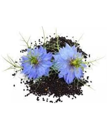 Black Seed Oil Shampoo - 250 ml (Highly concentrated) - Buy Online on GoSupps.com