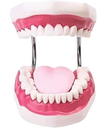 Teeth Model with Removable Teeth & Toothbrush for Dental Education - Simulated Dental Care Body Model - Buy Online on GoSupps.com